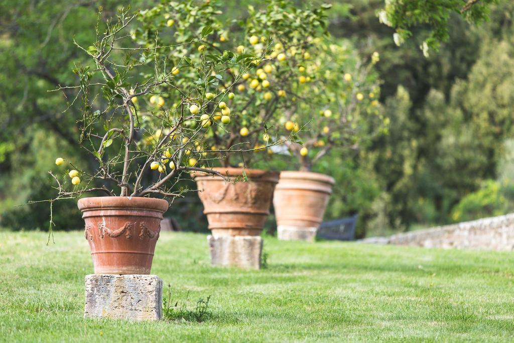 Buoninsegna Rapolano Terme