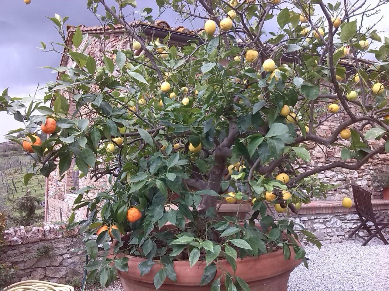 Bauernhof Buoninsegna *